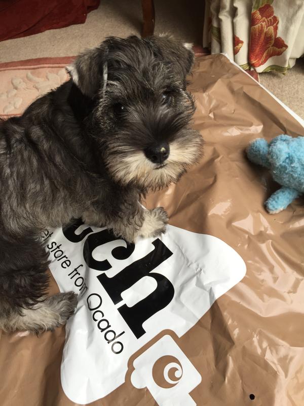 Royal Canin Small Puppy Food 14 lb, High Energy Support RCN44714