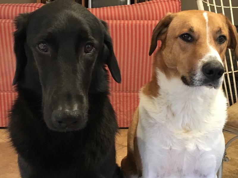 Where’s dinner?
