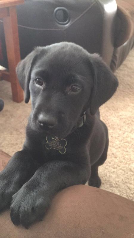 Black lab clearance puppy food