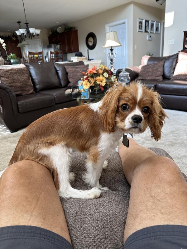 Royal canin cavalier hot sale king charles puppy