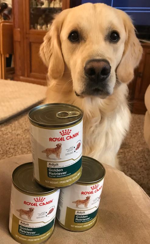 Golden Retriever Adult Loaf in Sauce Canned Dog Food Royal Canin US