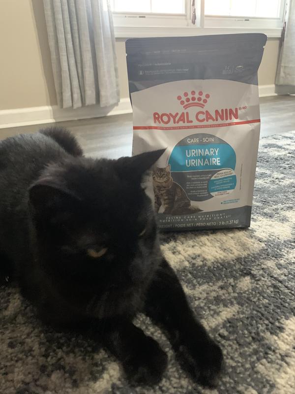 Urinary Care Dry Cat Food Royal Canin US