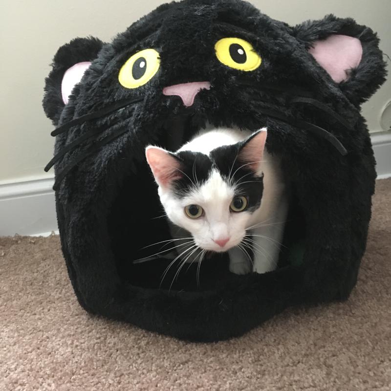 Happy Halloween Thank you Royal Canin