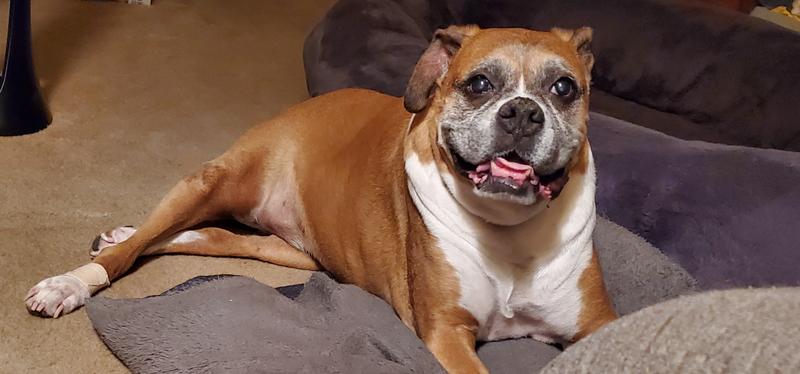 Eddie the Boxer - 10 1/2 years of pure companionship, loyalty, and unconditional love.