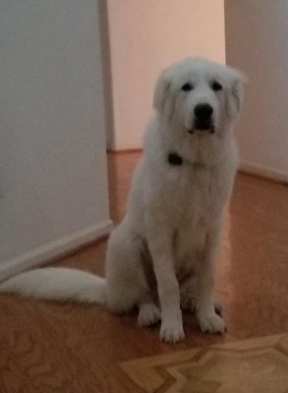 Royal canin hotsell great pyrenees