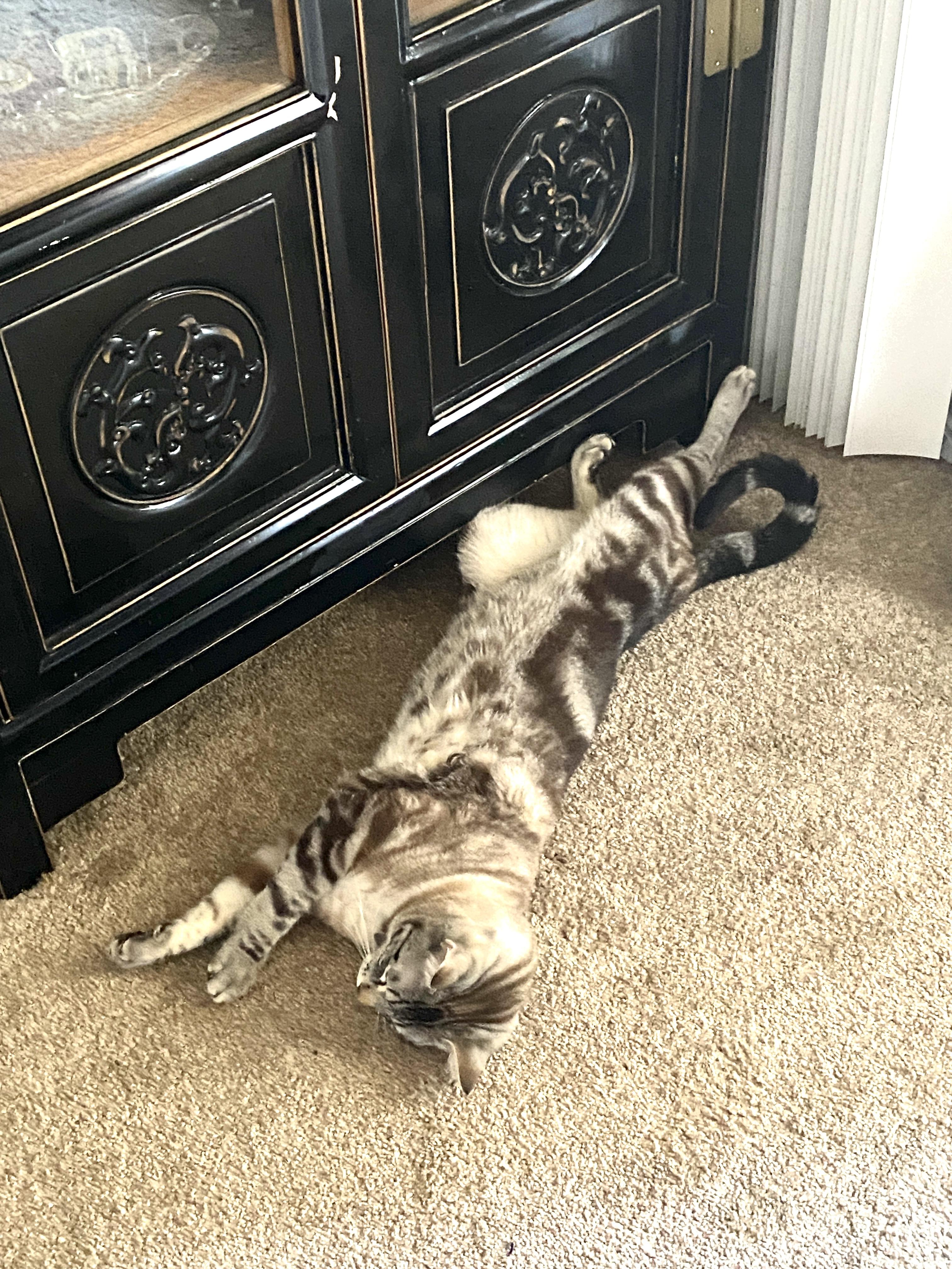 Royal Canin Feline Breed Nutrition Bengal Adult Dry Cat Food, 7