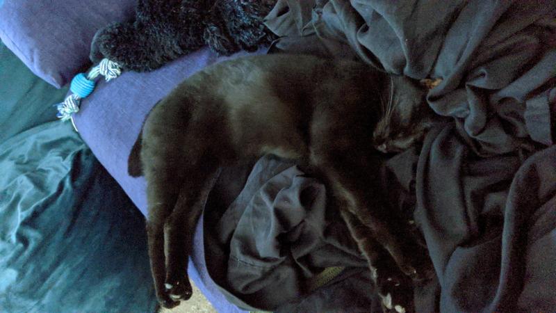 Veloura passed out after filling her tummy with slices & gravy from Royal Canin