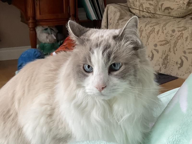 Royal canin ragdoll 4kg sales