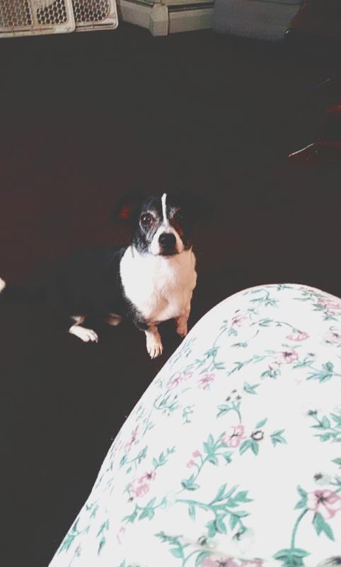 My new favorite food Royal Canin