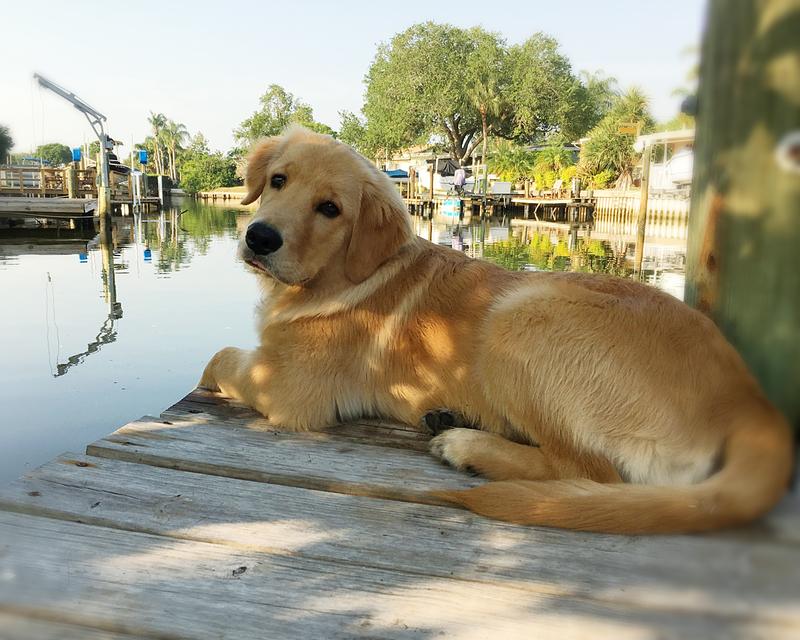 royal canin golden retriever puppy review