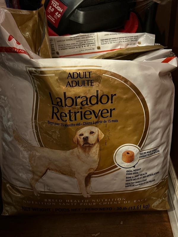 Labrador Retriever Adult Dry Dog Food | Royal Canin CA