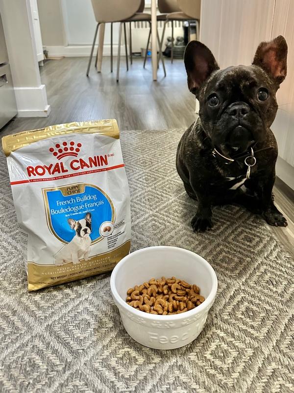 French Bulldog Puppy Dry Dog Food Royal Canin CA