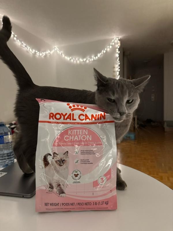 Royal Canin Feline Health Nutrition Kitten Dry Kitten Food – Petsense