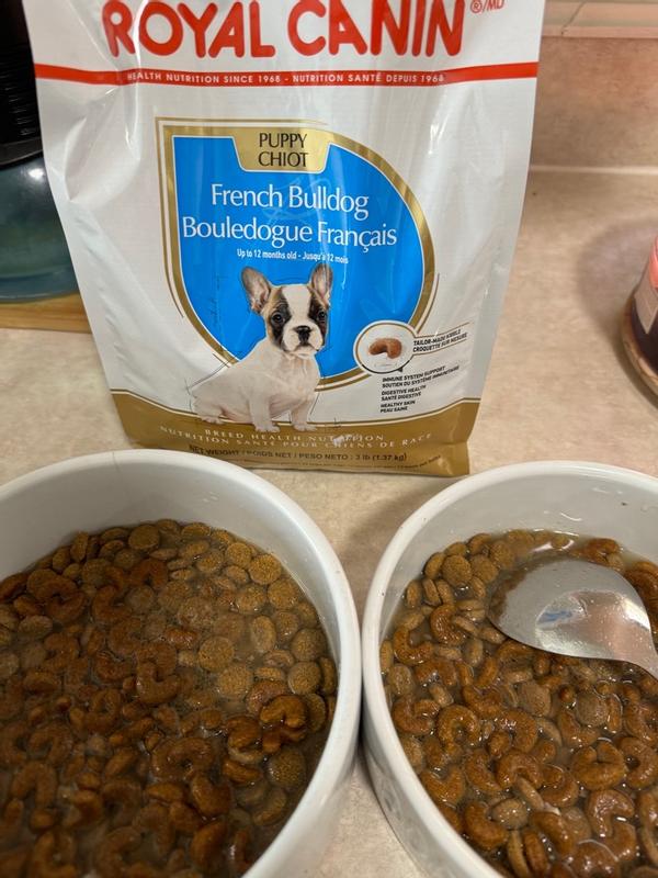 Royal canin french bulldog puppy food review sales