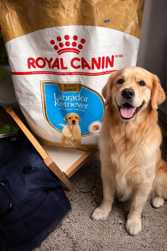 Labrador Retriever Puppy Dry Dog Food | Royal Canin CA