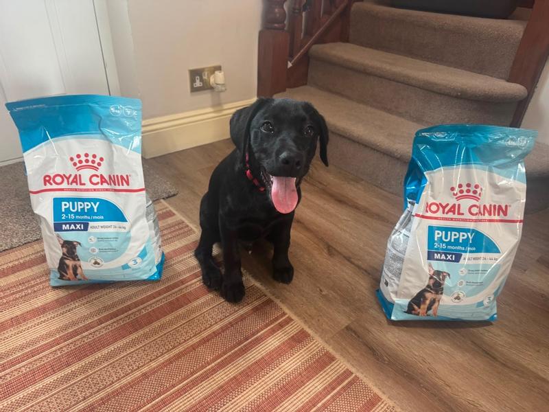 Royal Canin® Size Health Nutrition™ Large Puppy Dry Dog Food, 30