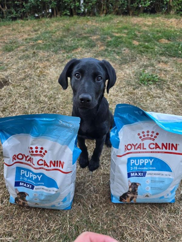Royal Canin® Size Health Nutrition™ Large Puppy Dry Dog Food, 30