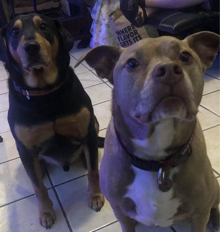My Fur Babies!