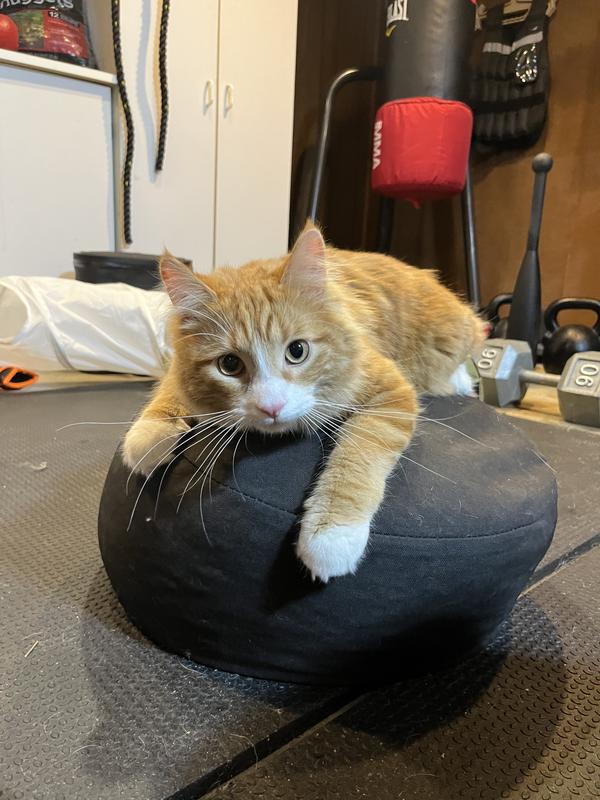 Gym Cat Approved