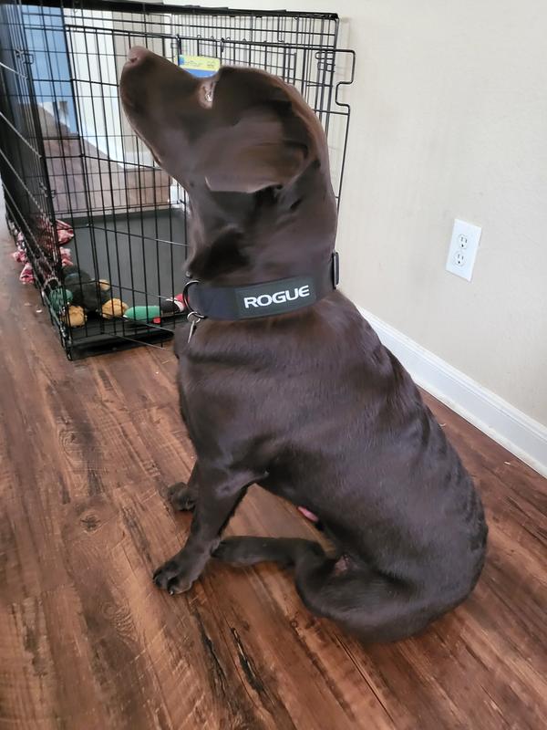 Rogue dog hot sale collar