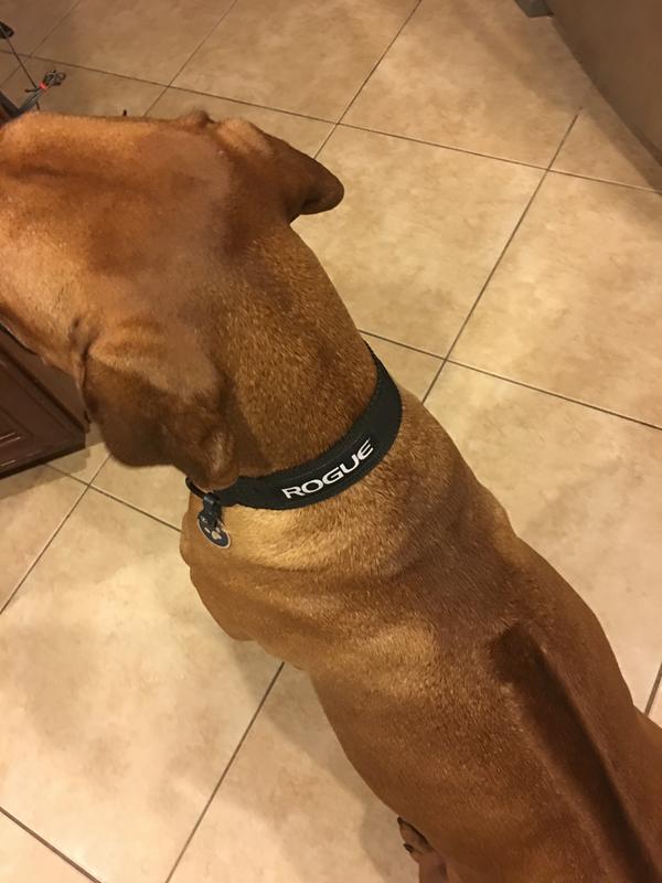 Rogue Leather Dog Leash