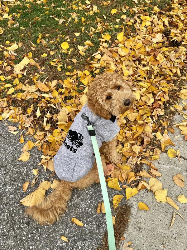 Roots canada dog clearance sweater