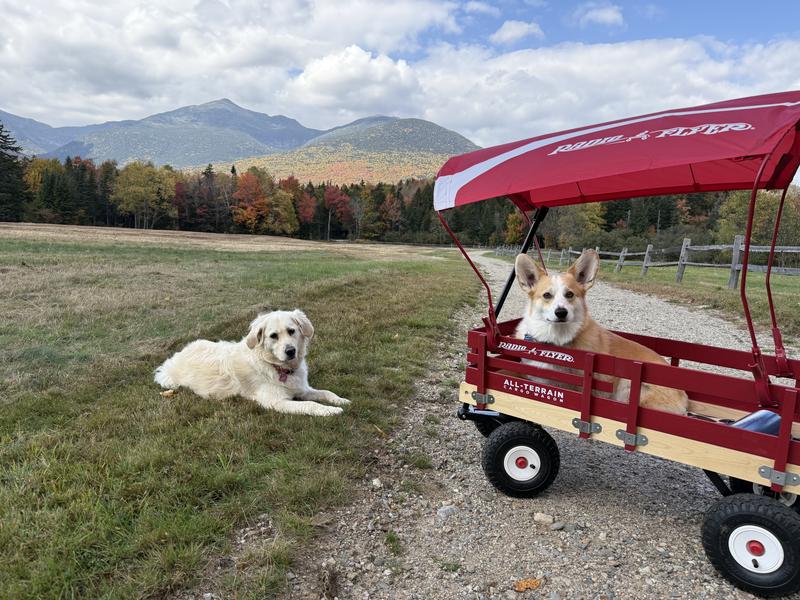 その他 Radio Flyer Wagon Canopy Radio Flyer Wagon Canopy & Protective Sun Shade