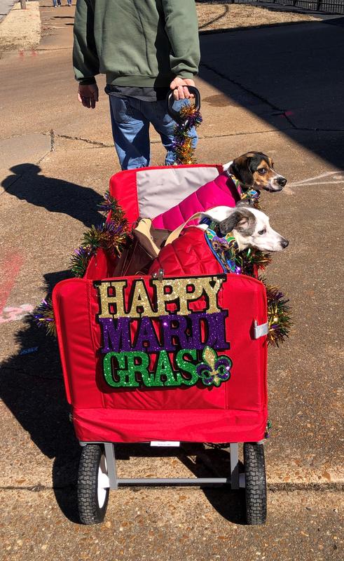 In our wagon going to the Mardi Gras pet parade!
