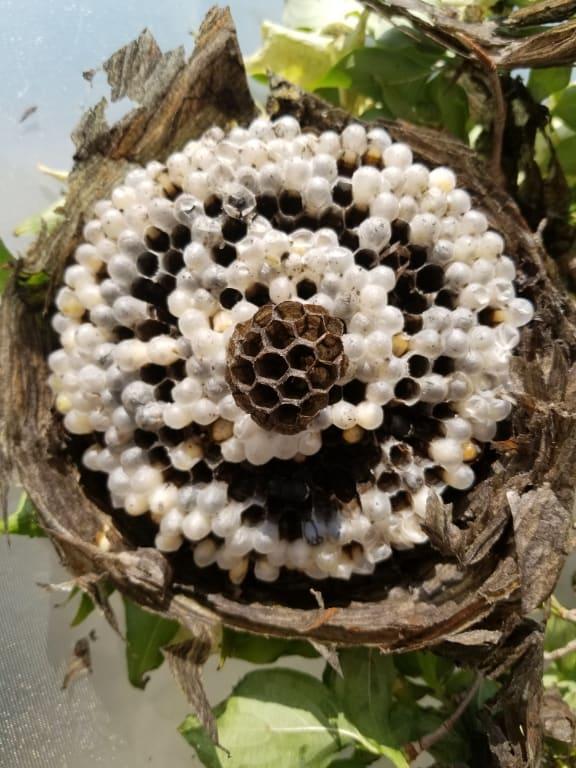 Dead colony with the exception of a few live larvae. Burned the remains of the nest.