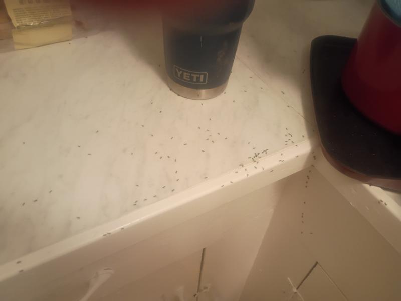 Ants are still here after 2 weeks
