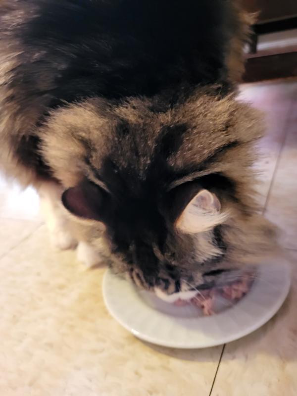 Still enjoying the food