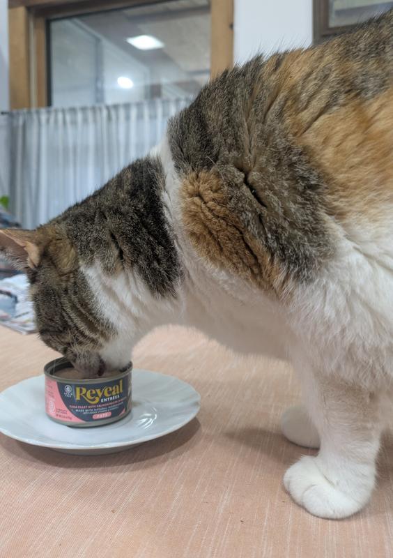 Cali enjoying her Reveal food!