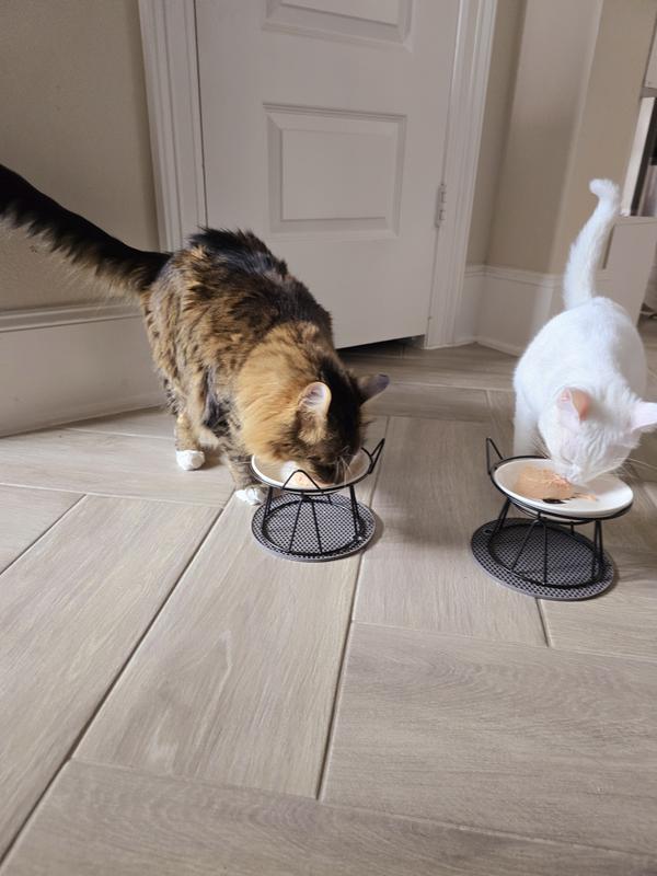 Buddies having a meal