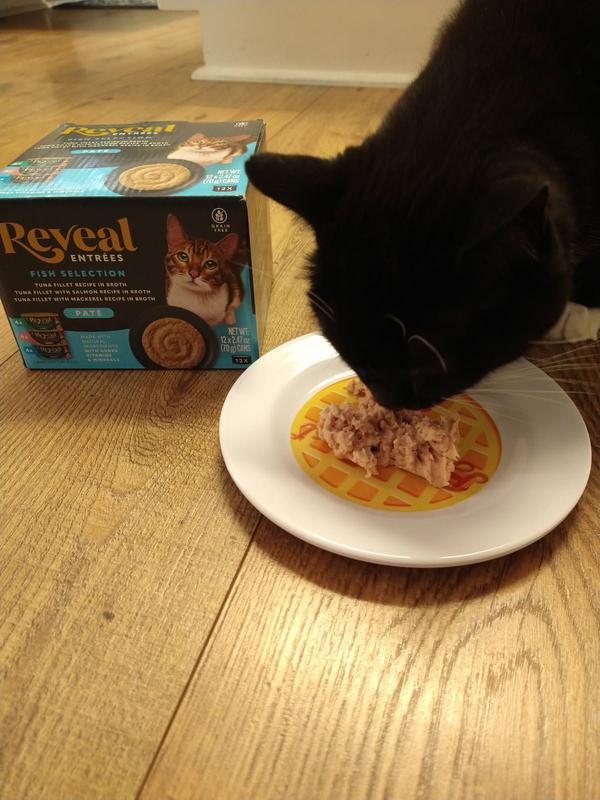 Cat Enjoying Reveal Tuna Pate