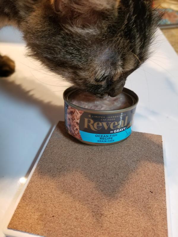 Ocean Fish in Gravy Can Wet Cat Food Reveal Pet Food