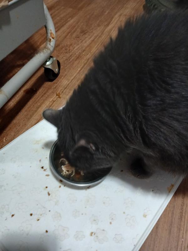 Chowing down. My cat Catstiel