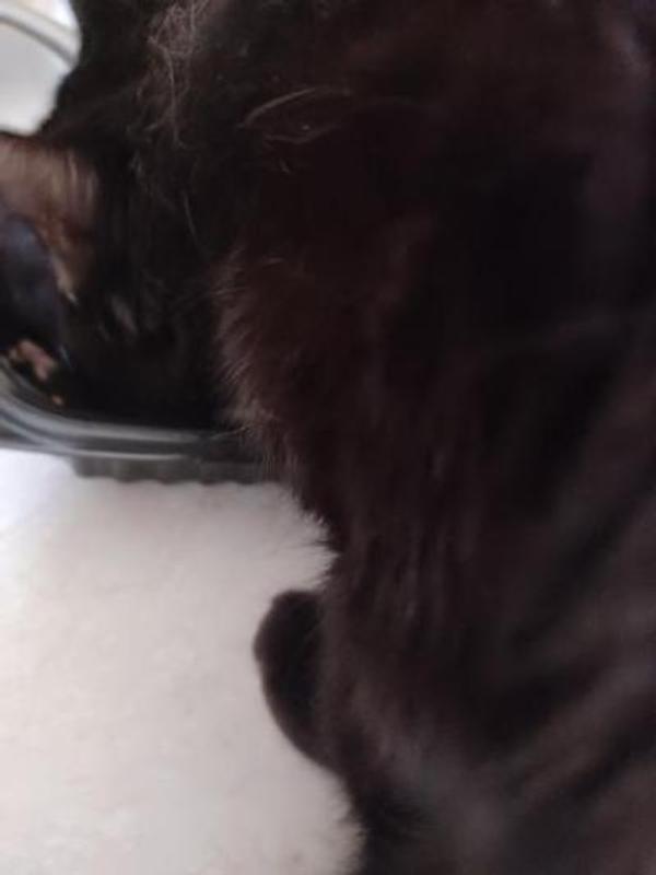 Pepper eating the Reveal