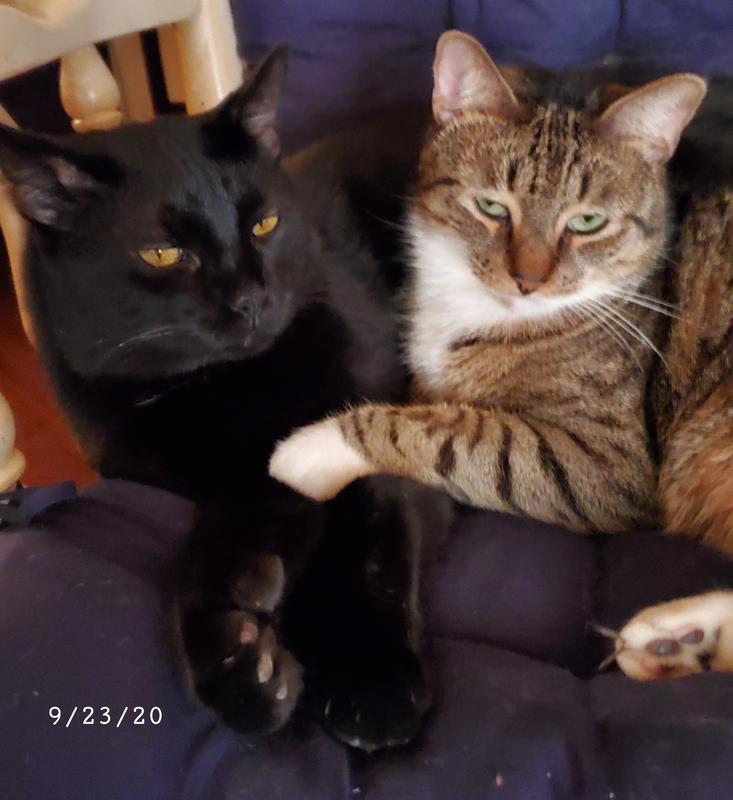 My boys Kit Kat (black) & Mikey