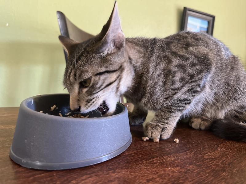Chowing down