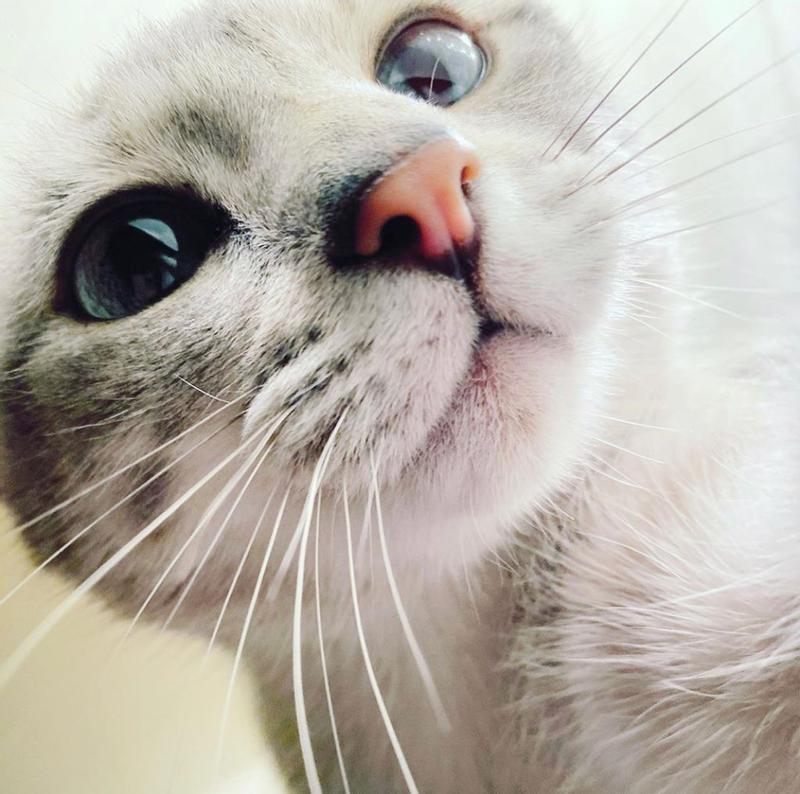 Bella