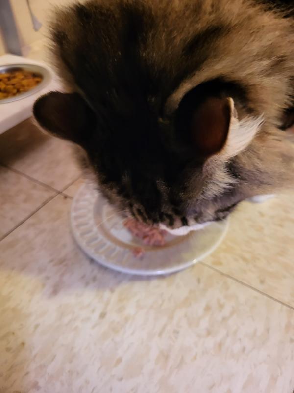 My cat enjoying the food