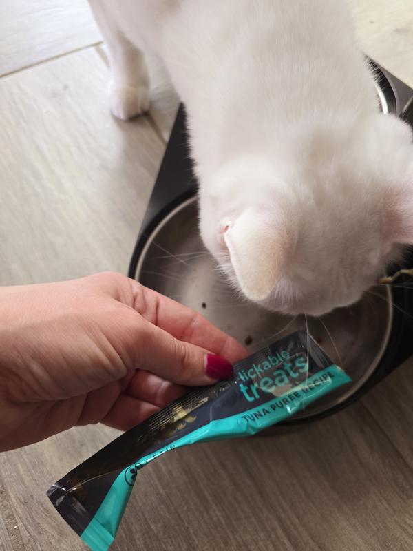 Cat eating