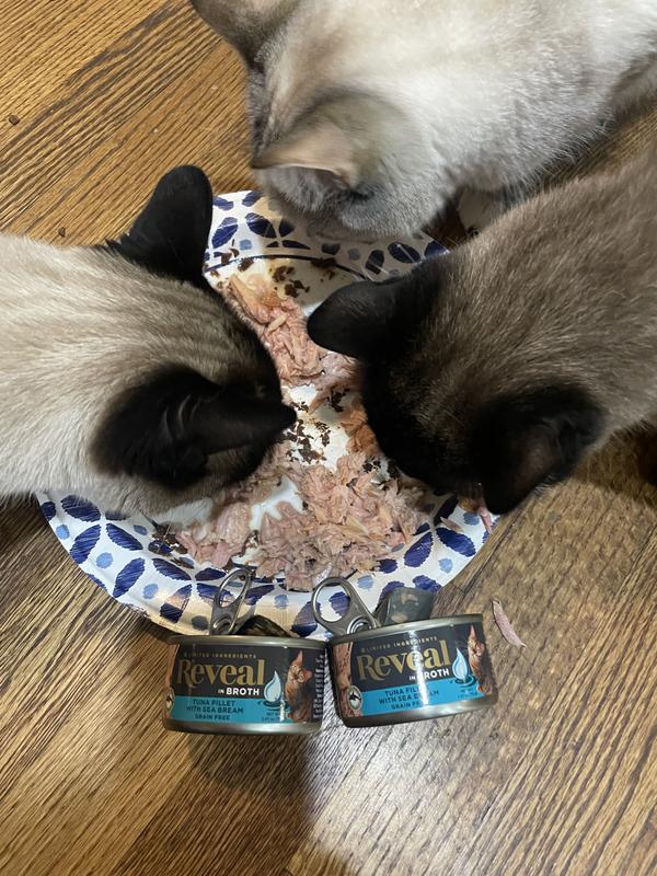 Kitties