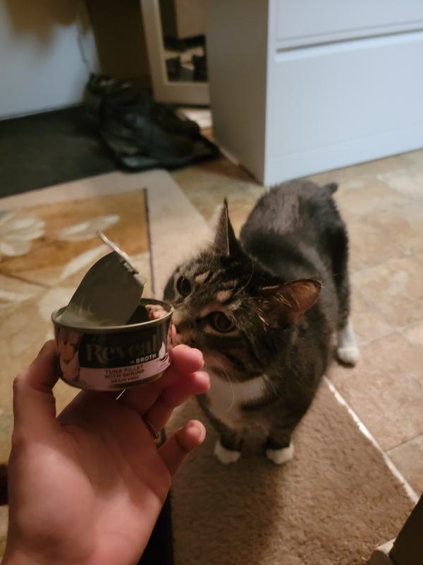 Cat food