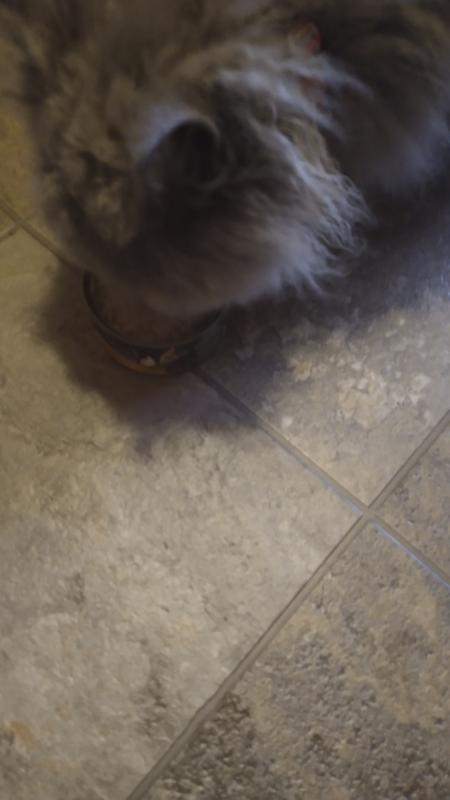 Misty Going to Town on  Reveal Natural Wet Cat Food