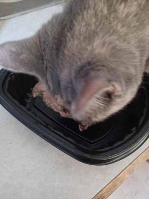 Salty eating the Reveal food