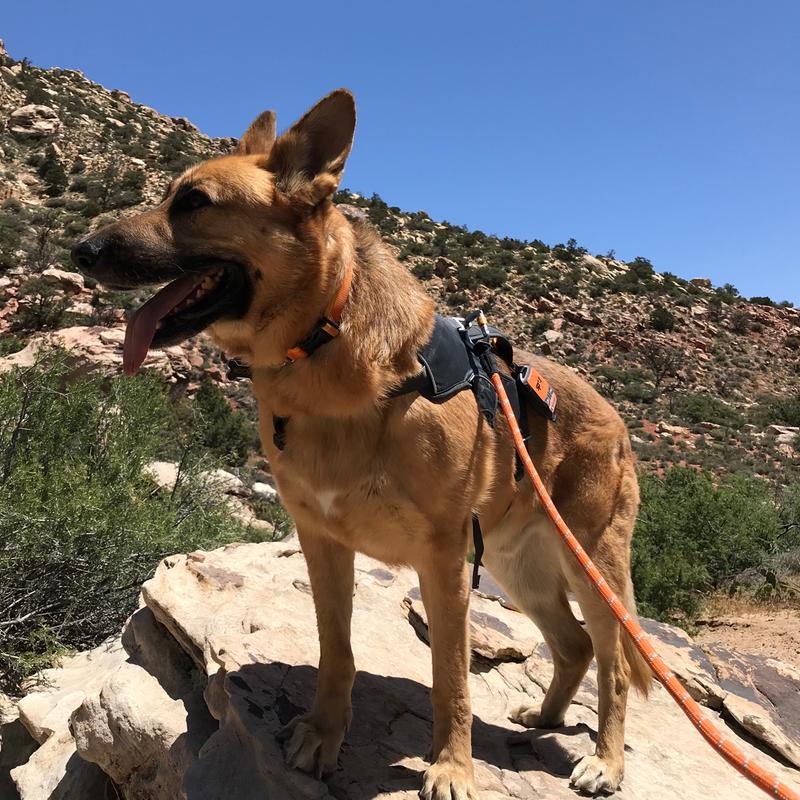 Used Ruffwear Knot a Leash Dog Leash REI Co op