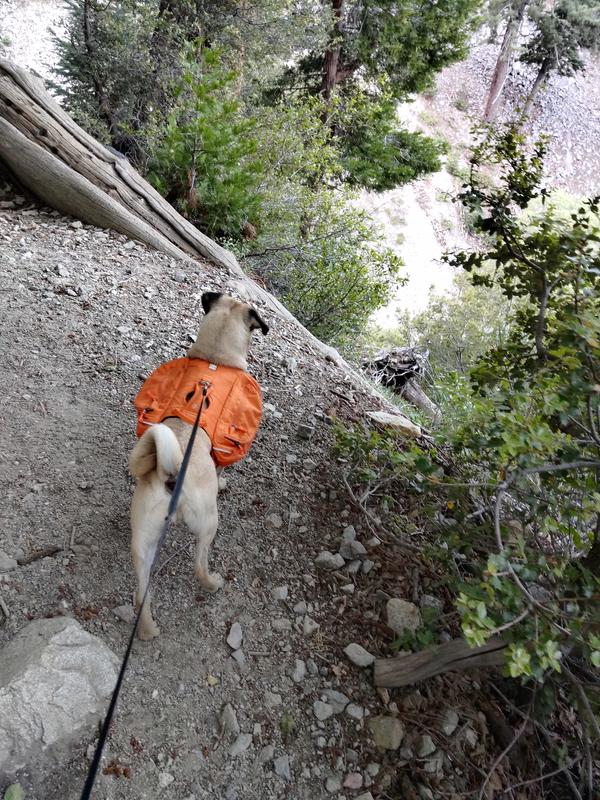 Used Ruffwear Approach Dog Pack REI Co op