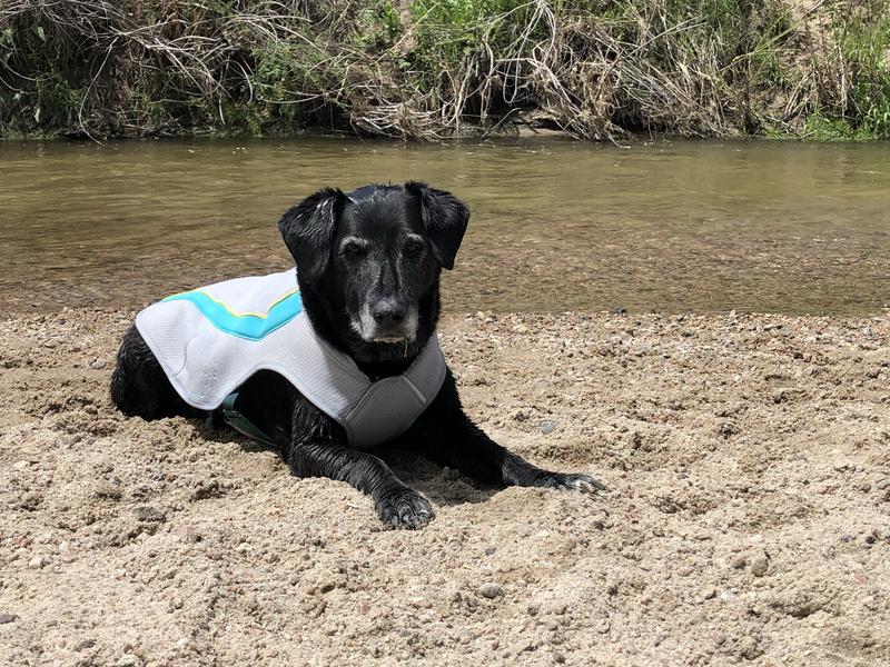 Used Ruffwear Swamp Cooler Dog Cooling Vest REI Co op