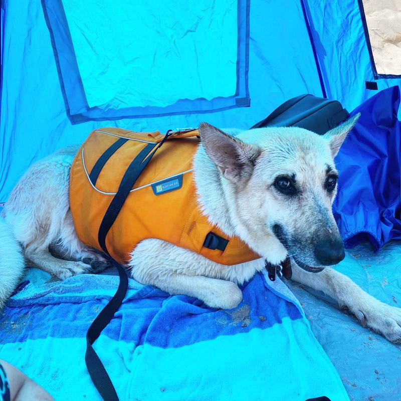 rei dog life vest